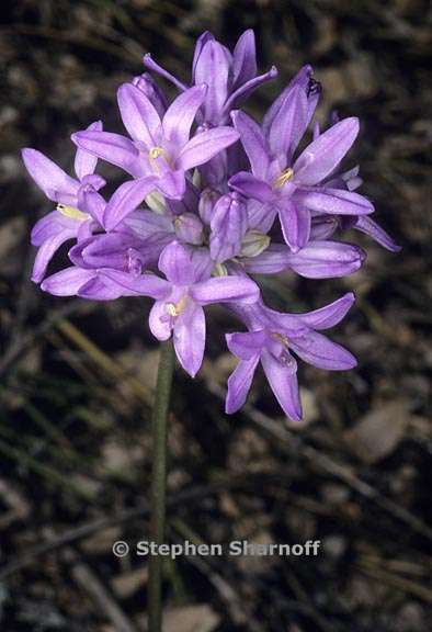 dichelostemma multiflorum 2 graphic